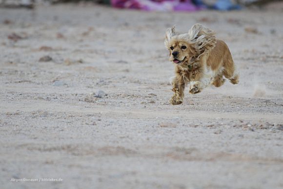 Biscuit again - doing his own race ... he won :)