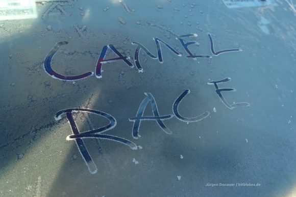 Camel Race - cold