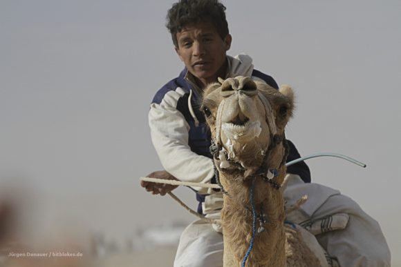 Exhausted camel and dusty rider